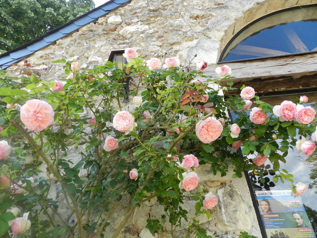 Les roses du prieuré