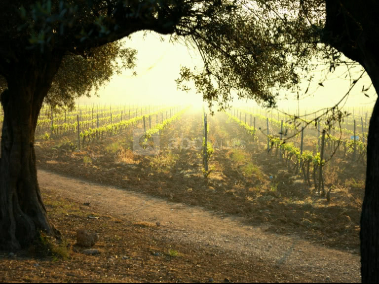 Vignes de printemps