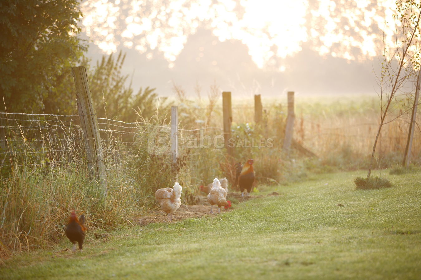 La ferme, les damoiselles (photo maya studio)