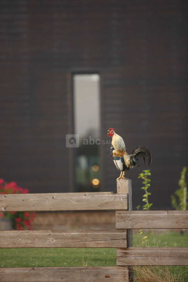 Cocorico (photo maya studio)