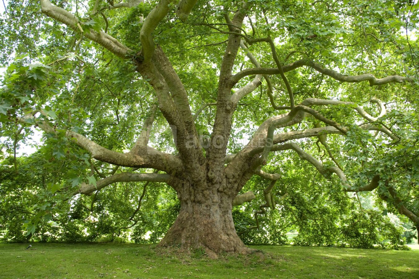 Le Platane Hybride : Arbre Remarquable