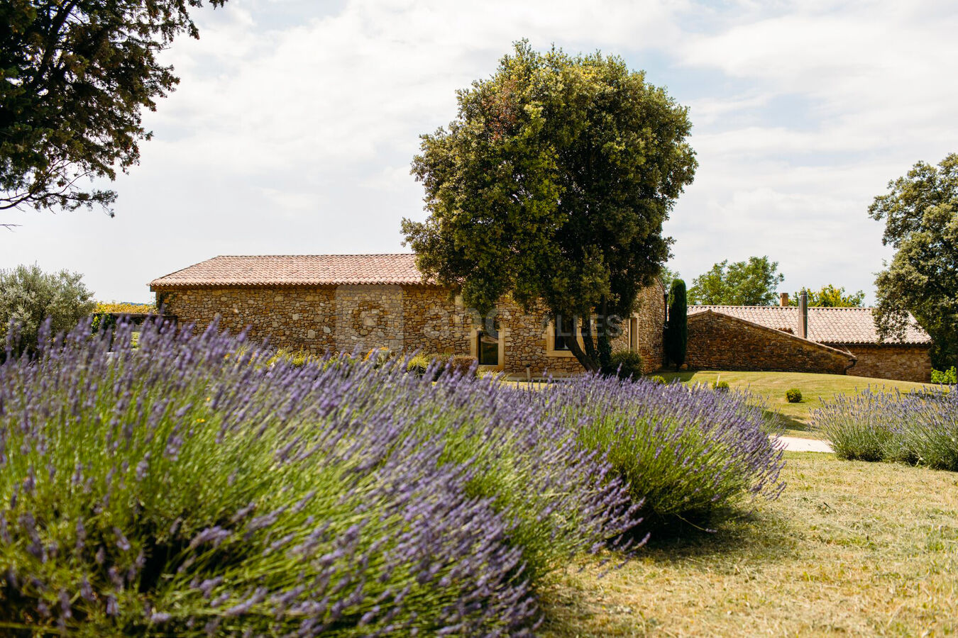 Authentique Mas provençal entre lavandes, oliviers, cigales...