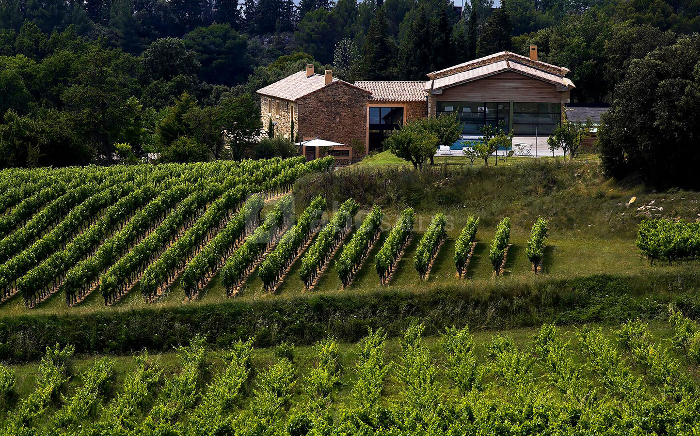 Au milieu des vignes
