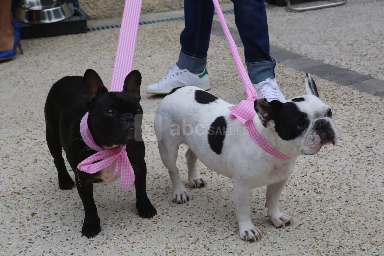 Même les Toutous !!!