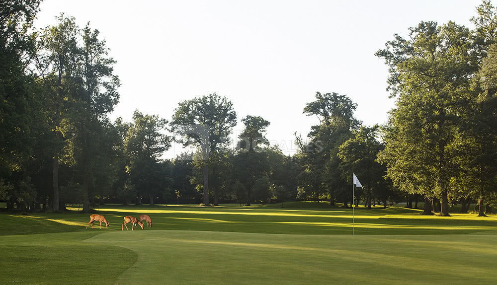Les chevreuils du golf