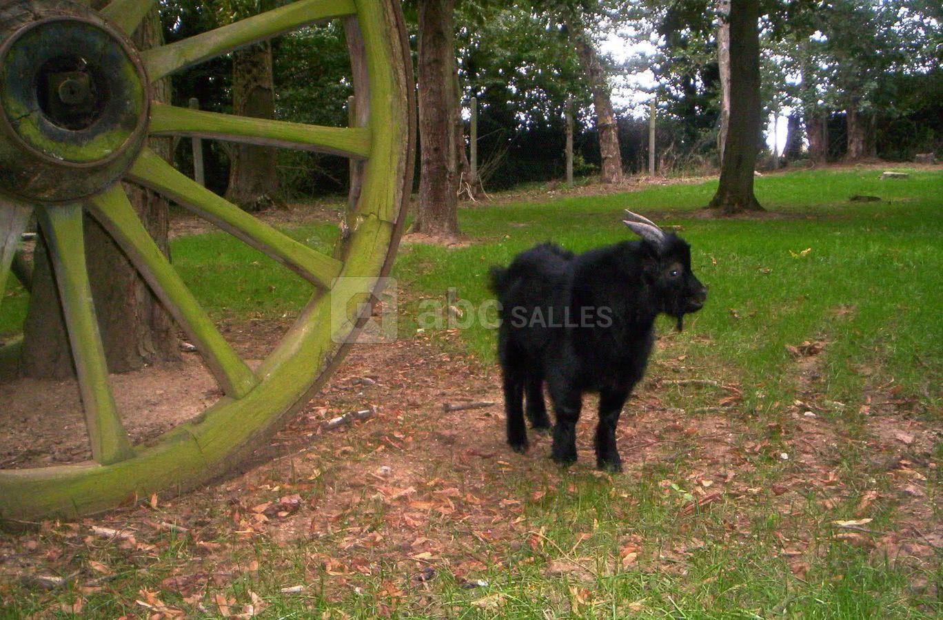 Le bouc à la ferme
