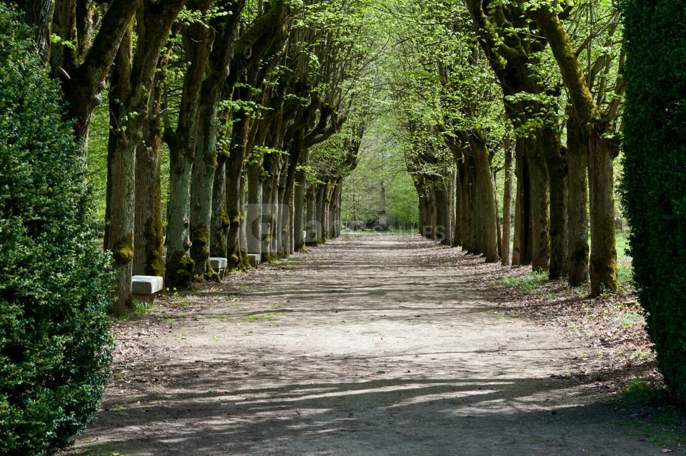 Allée des tilleuls