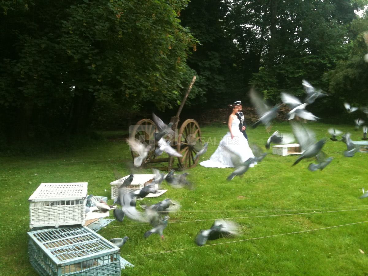 LANCE DE COLOMBES DANS LE PARC