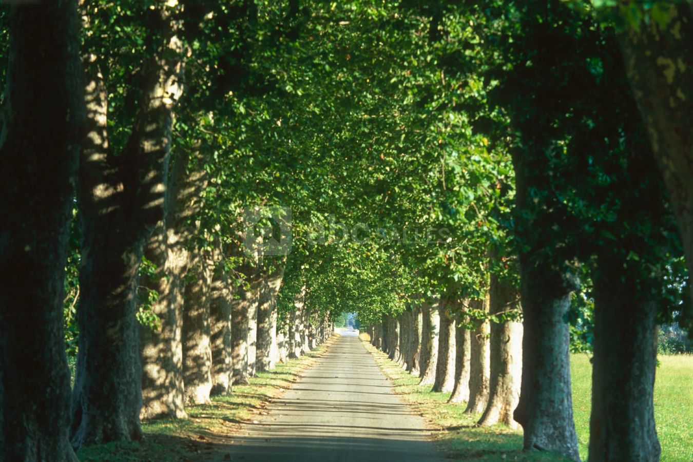 Allée de platanes, entrée
