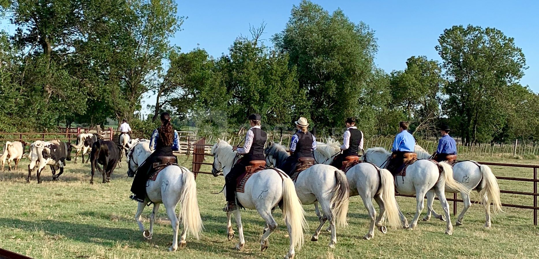 Présentation de la Manade par les Gardians à cheval