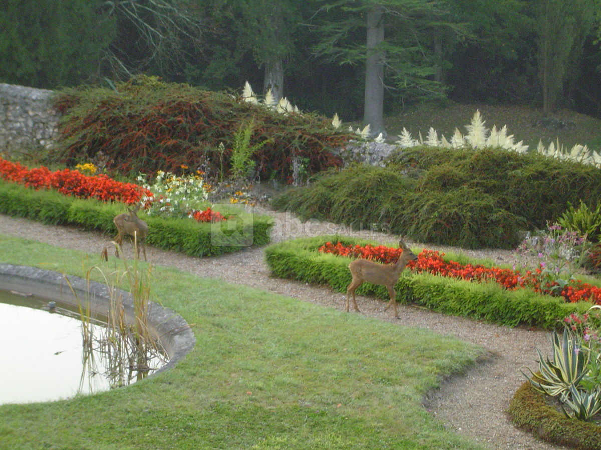 Chevreuils le matin au reveil