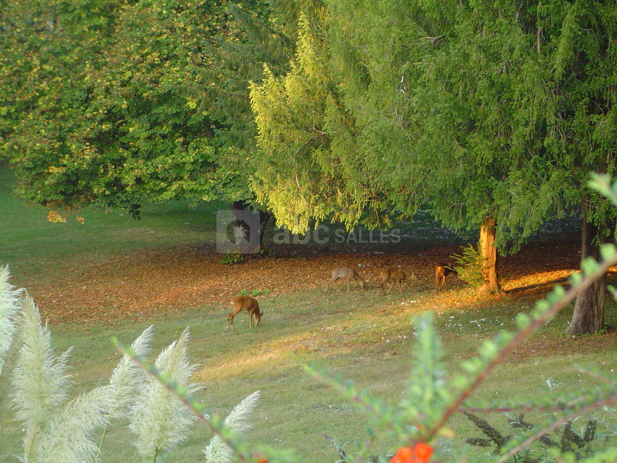 Chevreuils dans le parc