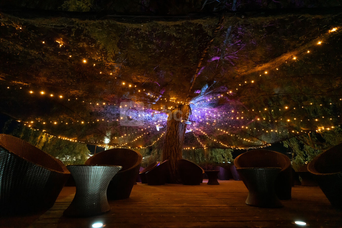 Saule Pleureur de nuit