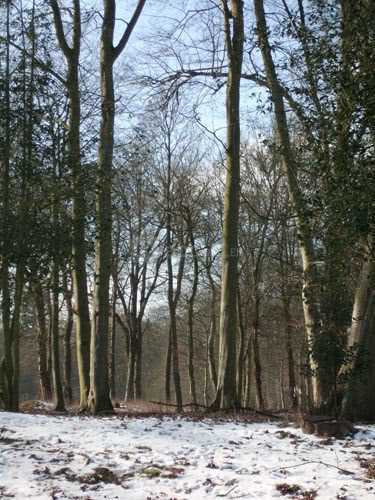 Bois en hiver