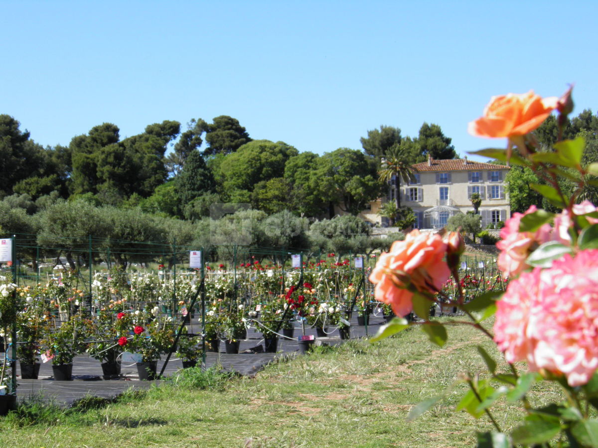 La roseraie