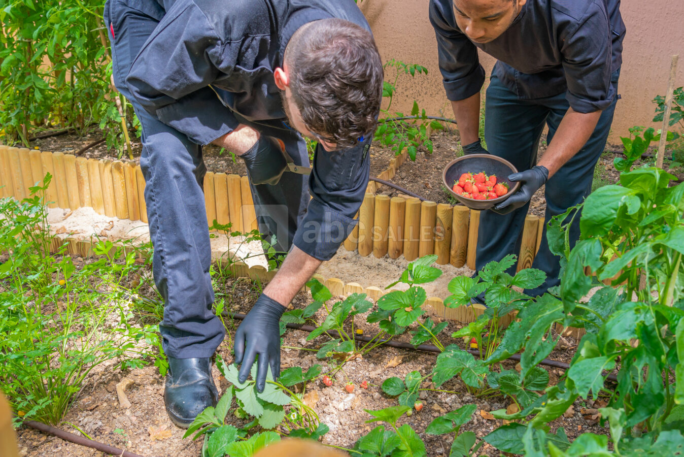 Jardin Potager