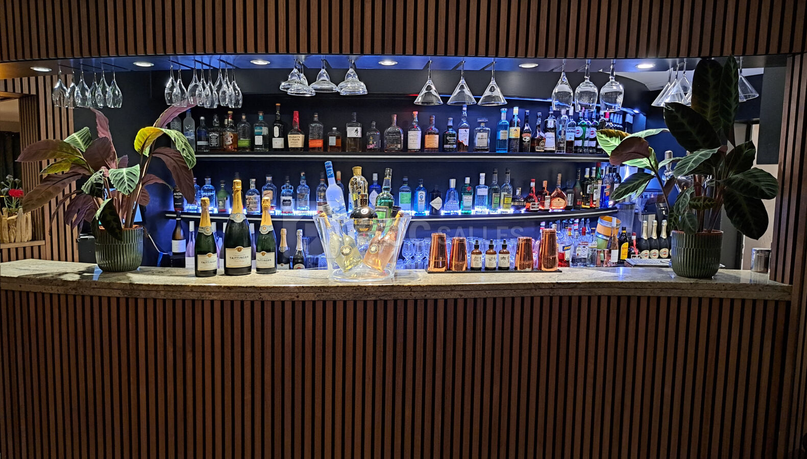 Bar bonobo