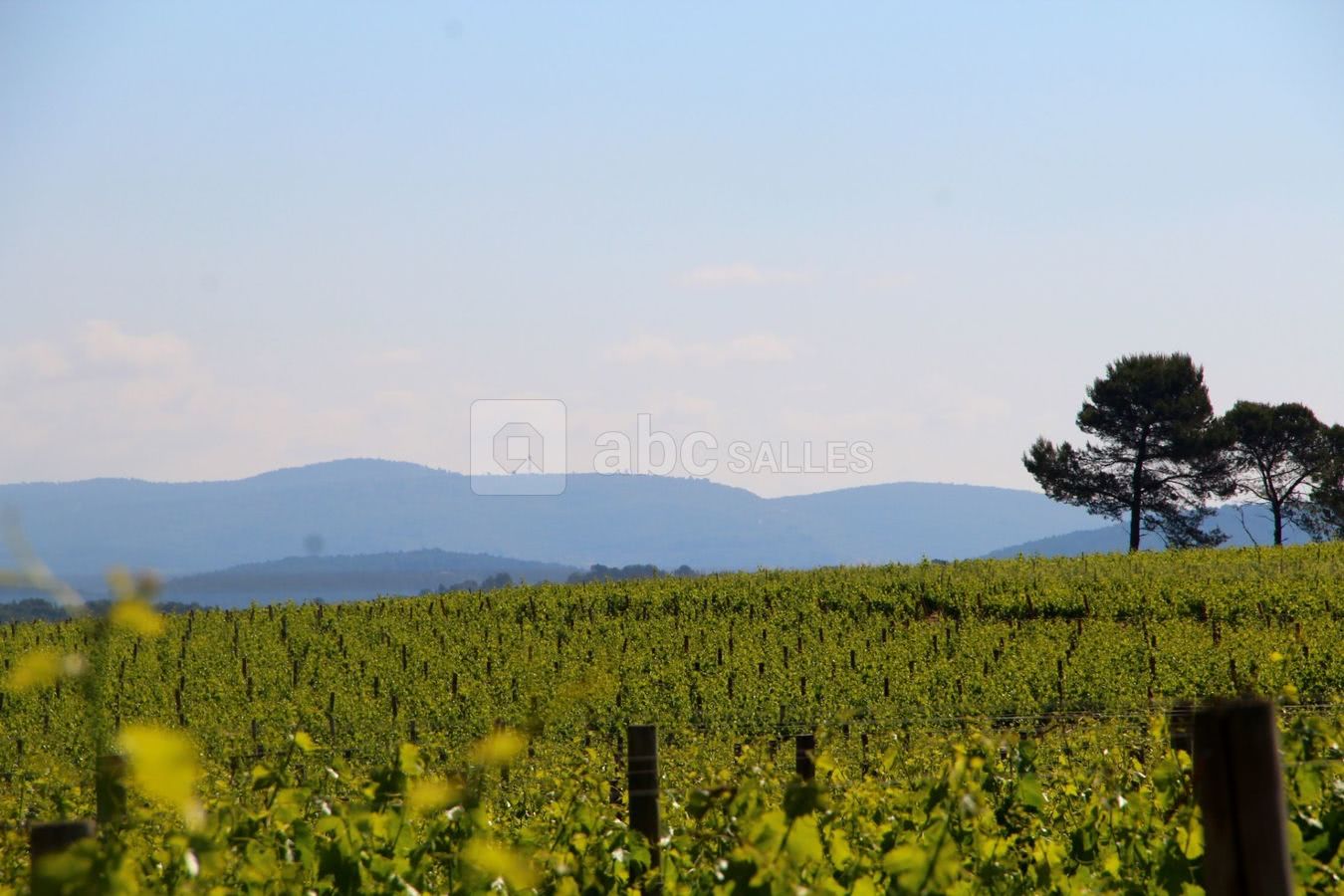 Vue sur les Vignes