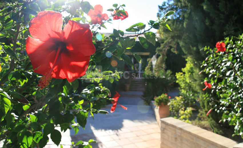 Hibiscus