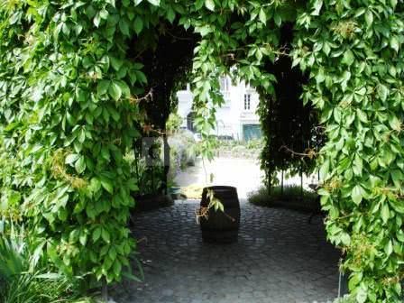 Tonnelles vignes