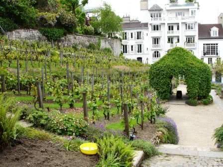 Vue des vignes