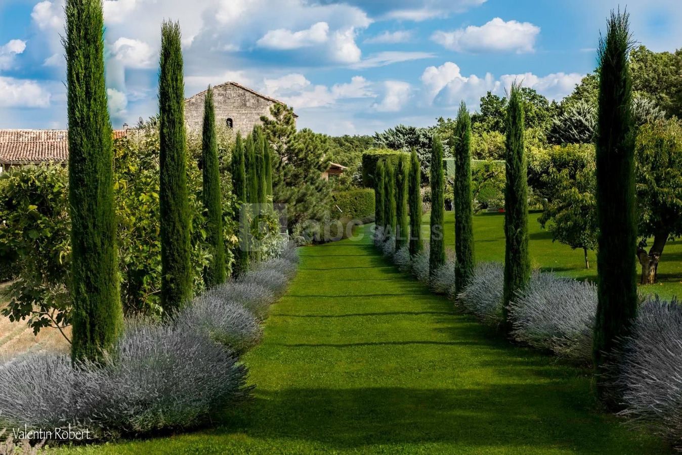 Allée de cyprès