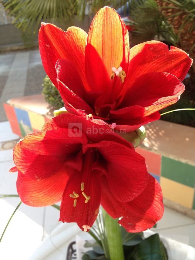 DECORATION FLORALE