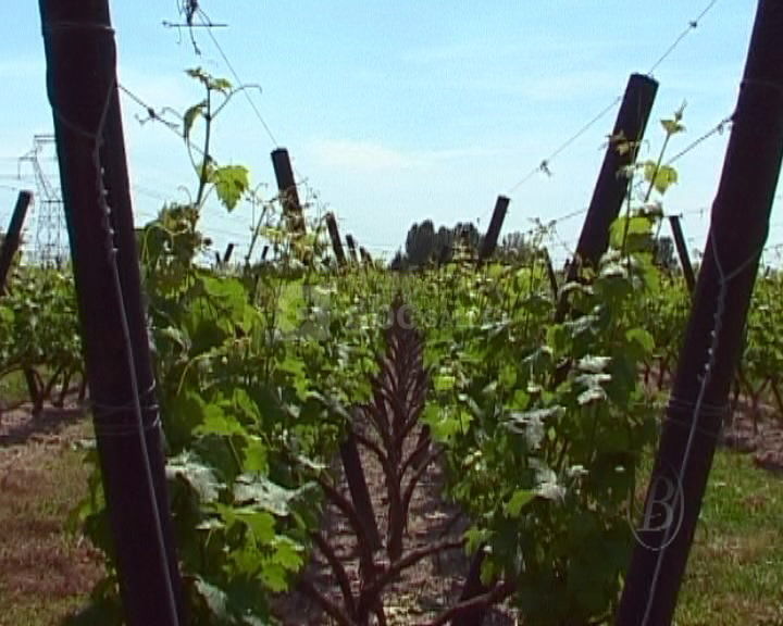 Les vignes en lyres