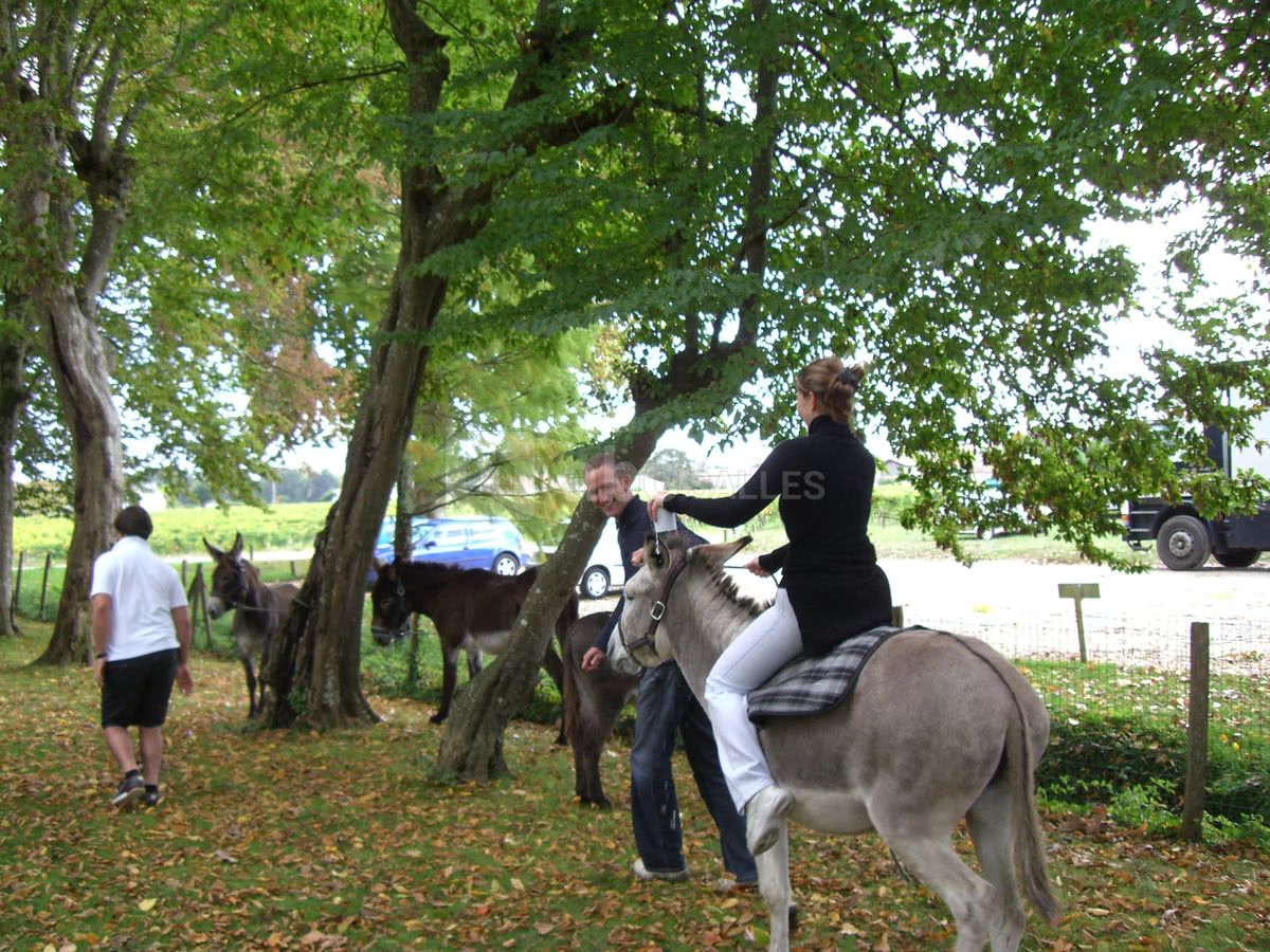 Des ânes au château