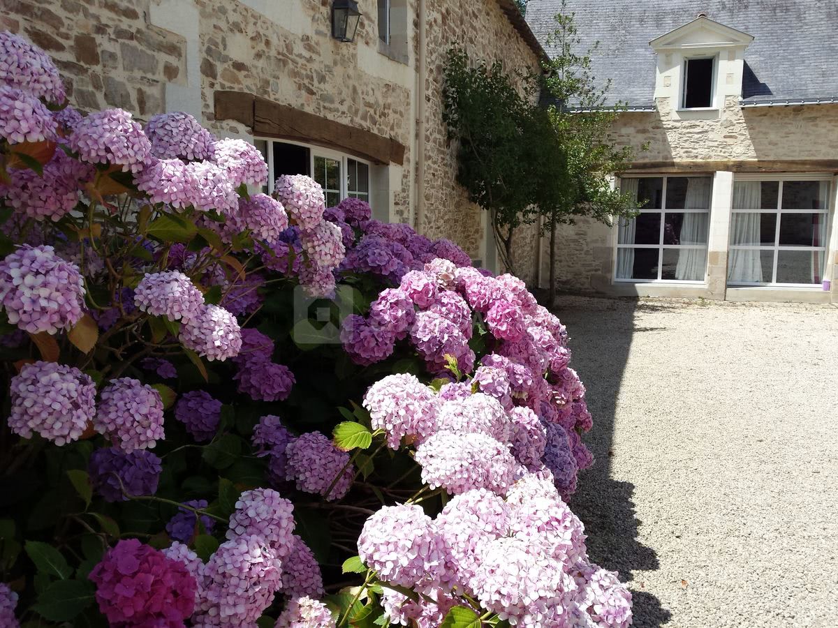 Hortensias en fleurs dans la cour
