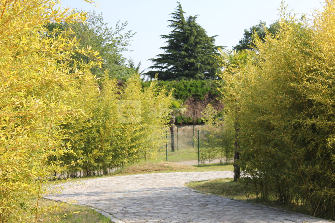 Espace la Renarde - Allée de bambous