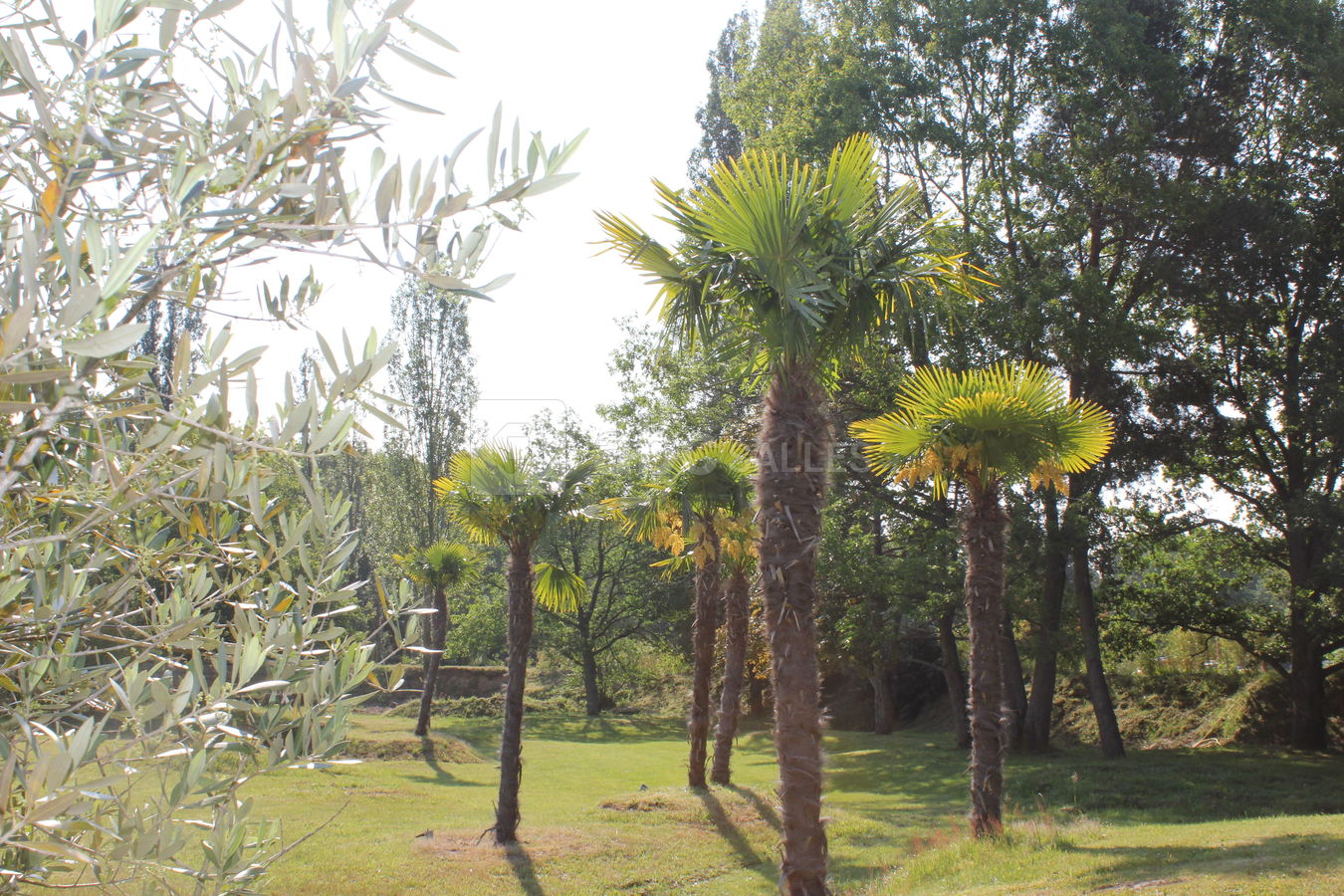 Espace la Renarde - Jardin arboré