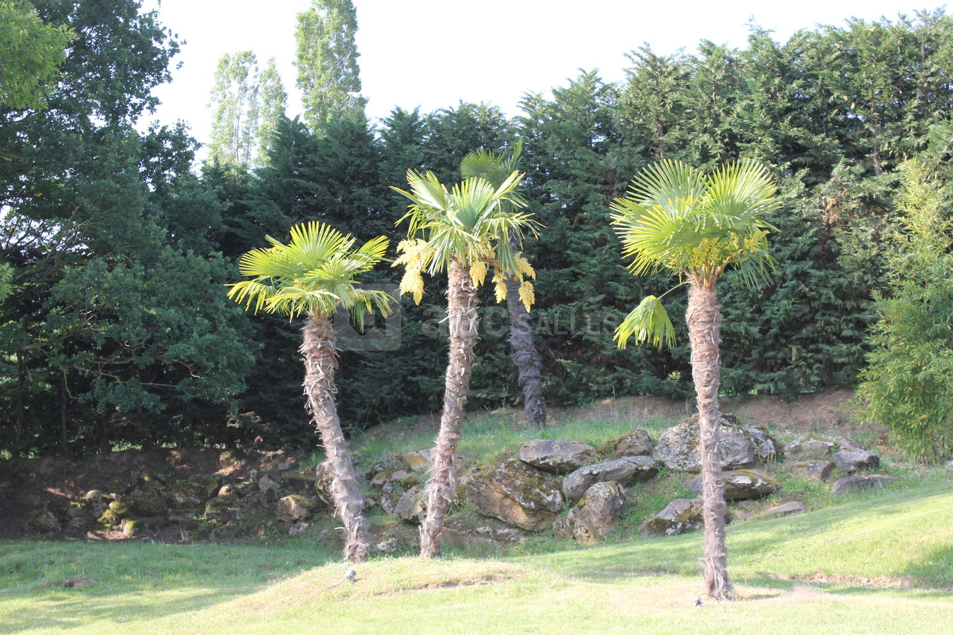 Espace la Renarde - Palmiers