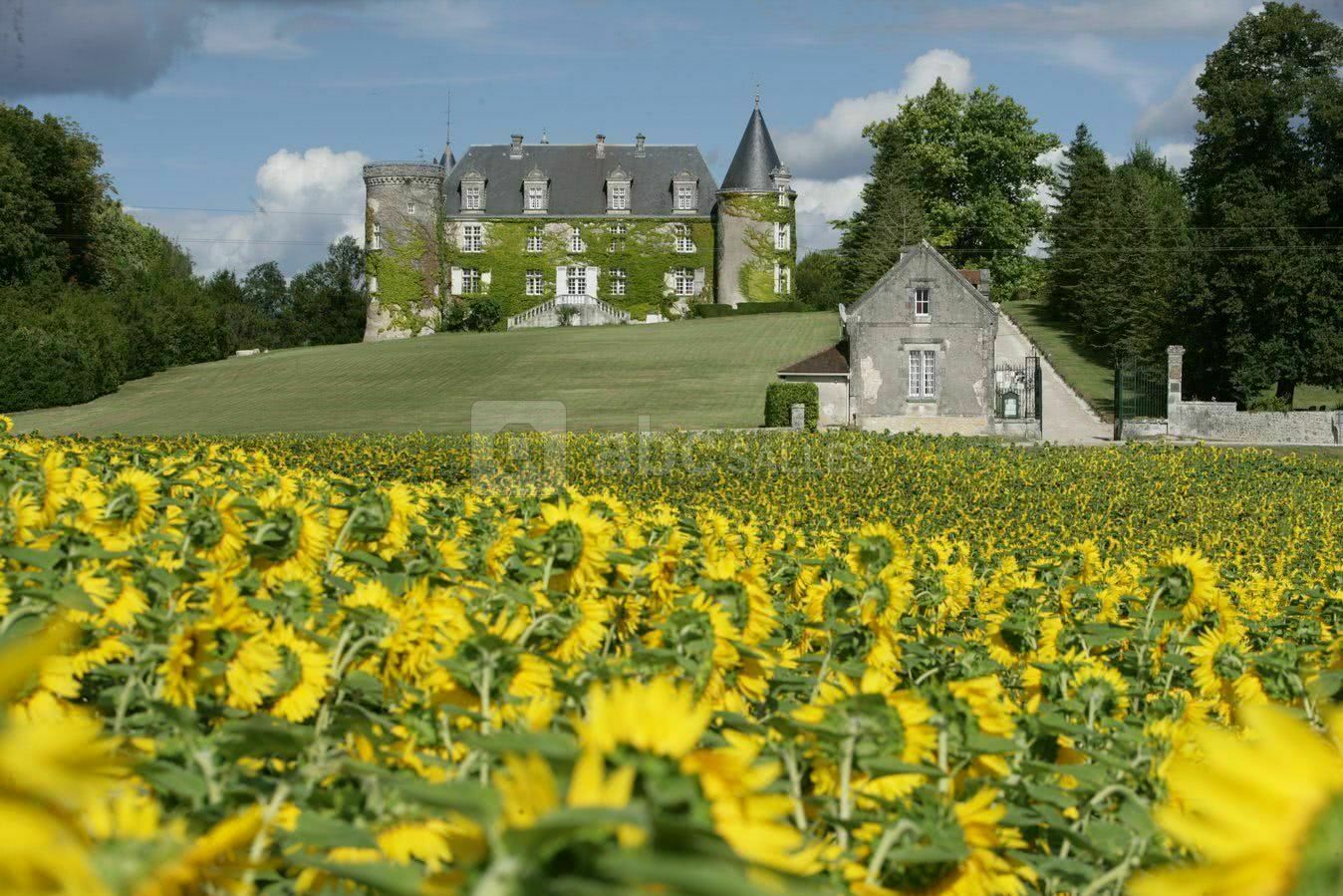 Vu par les tournesols