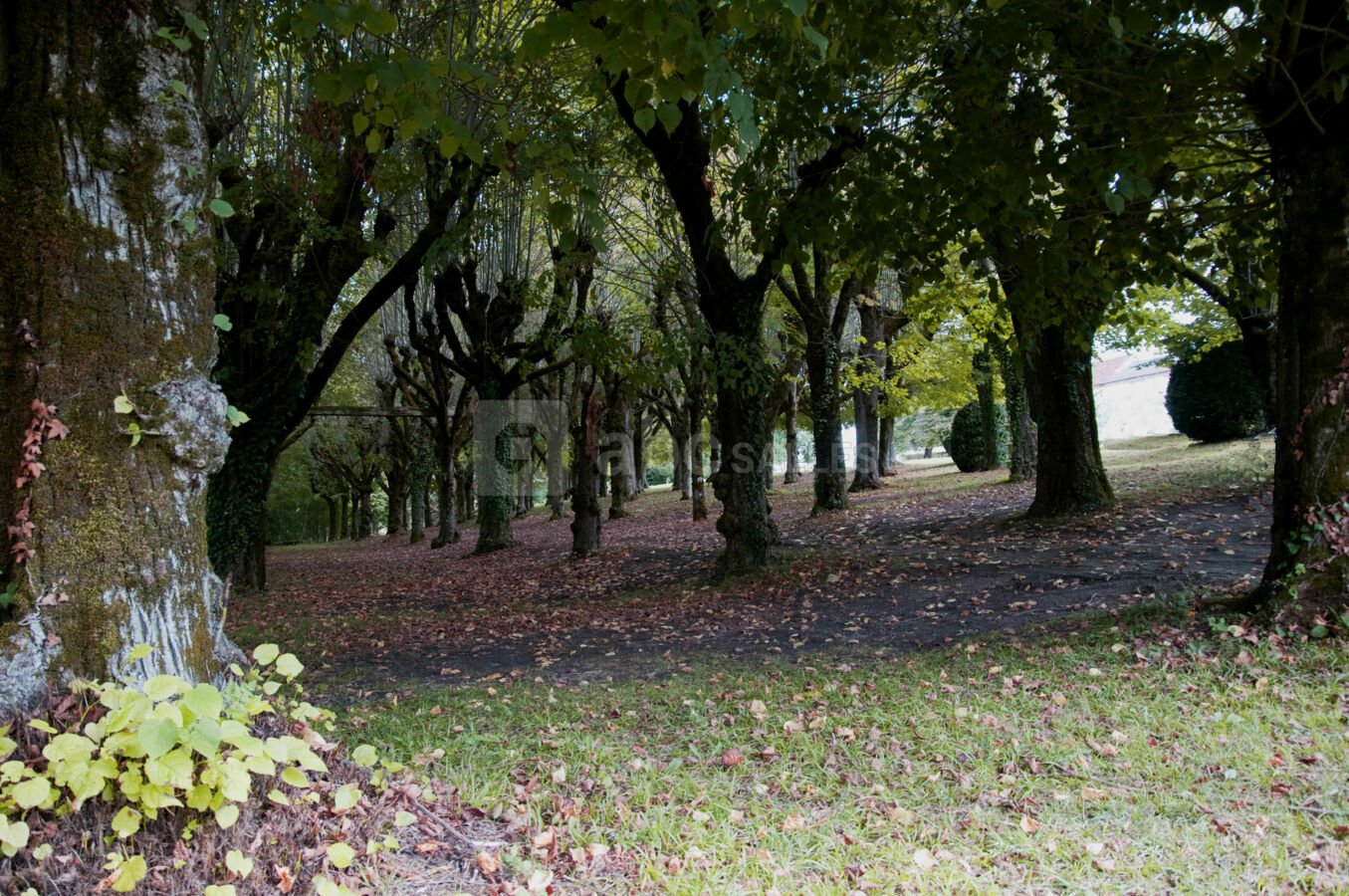 Forêt des Tilleuls