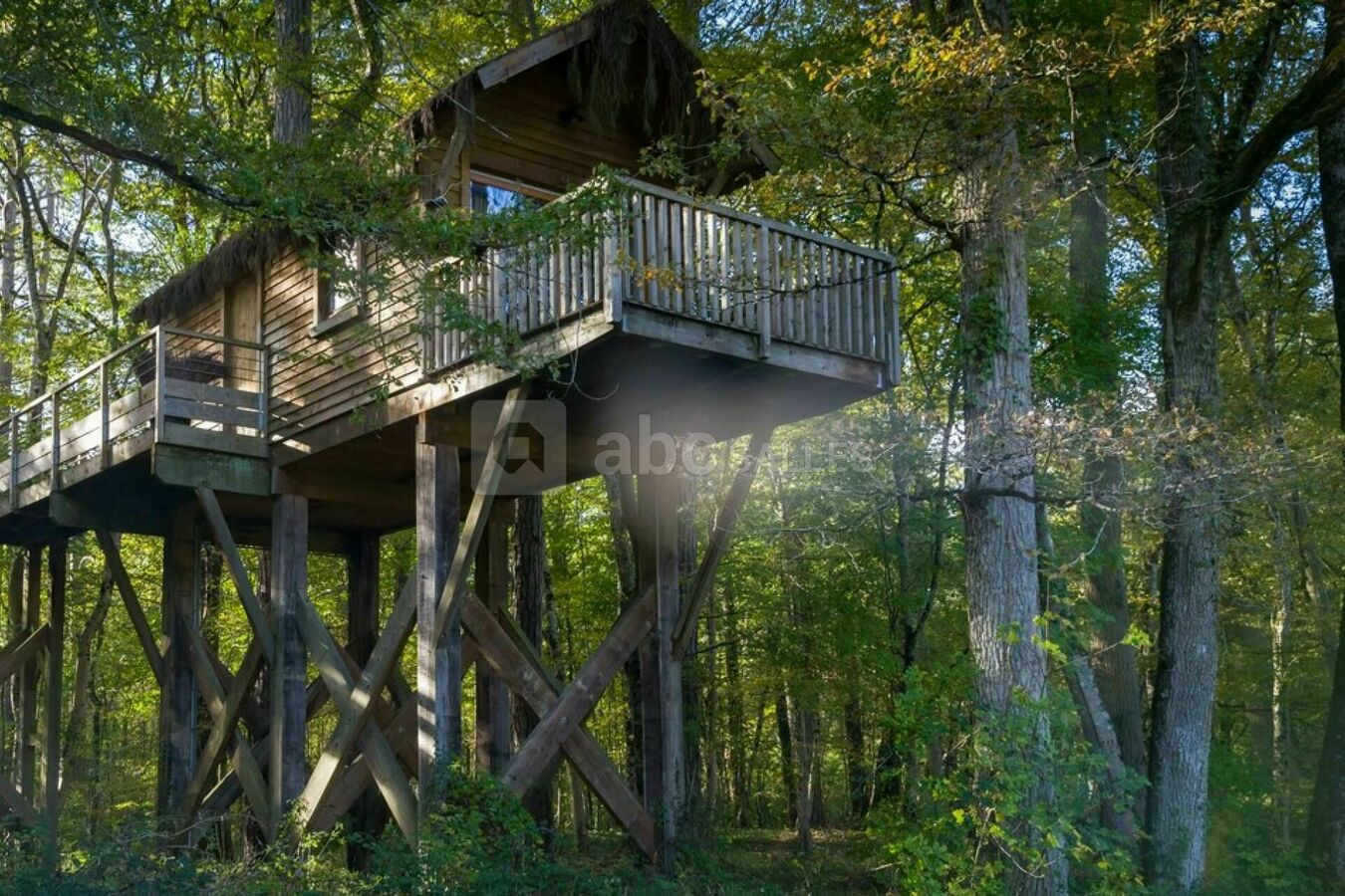 Cabane dans les arbres