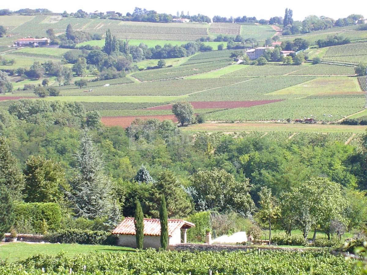 Vignoble du beaujolais vu du domaine