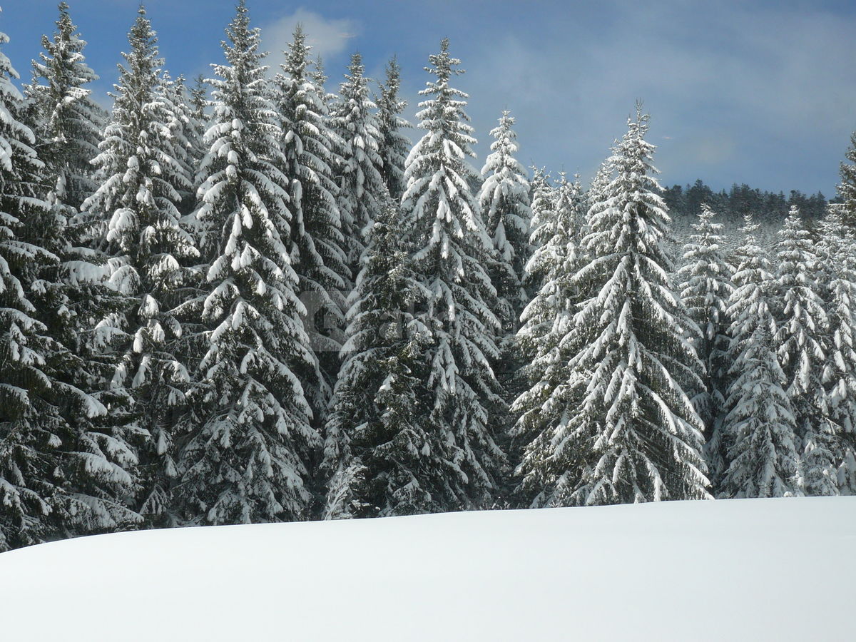 Vosges en hiver