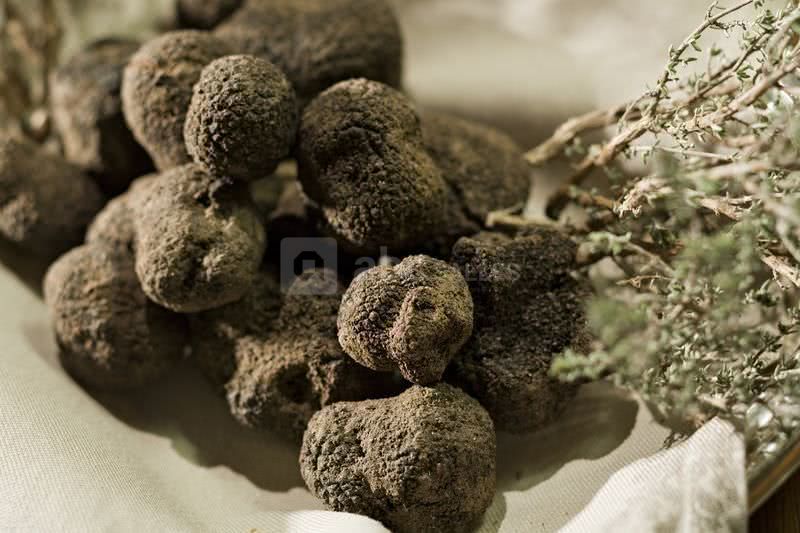 Truffe noir du tricastin