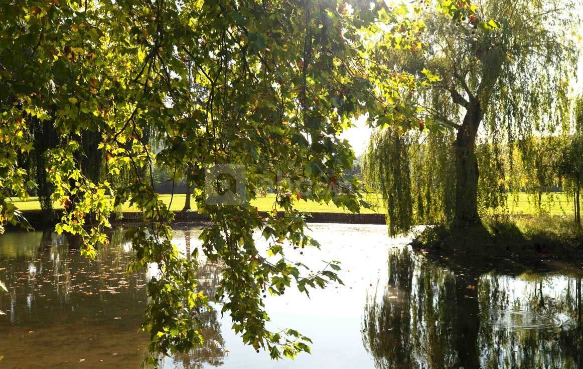 Le petit étang