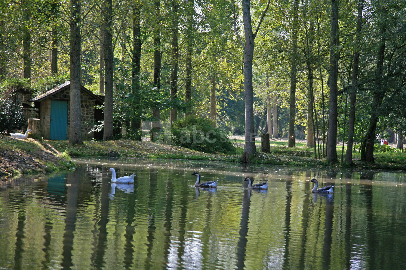 Les oies du domaine en liberté dans le parc du domaine