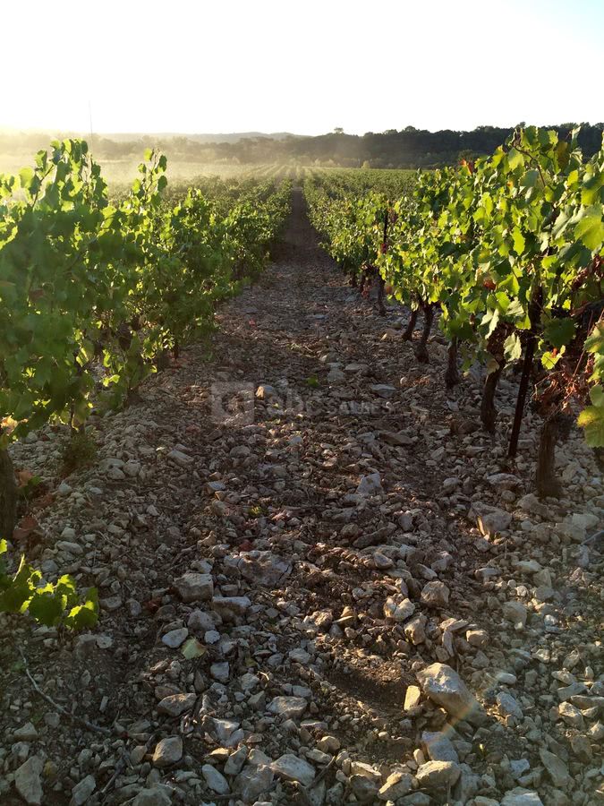 Domaine Sainte Octime