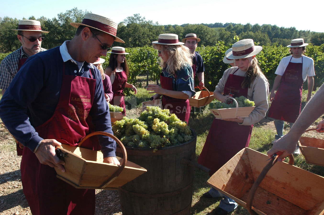 Vendanges