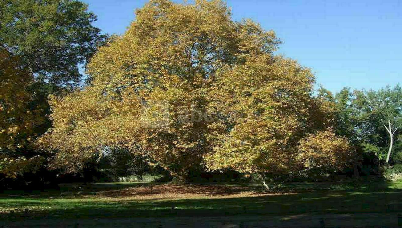 Parc