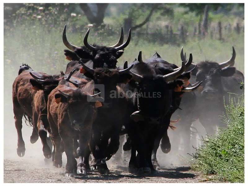 Manade la Vidourlenque