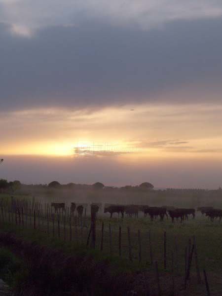 Manade la Vidourlenque