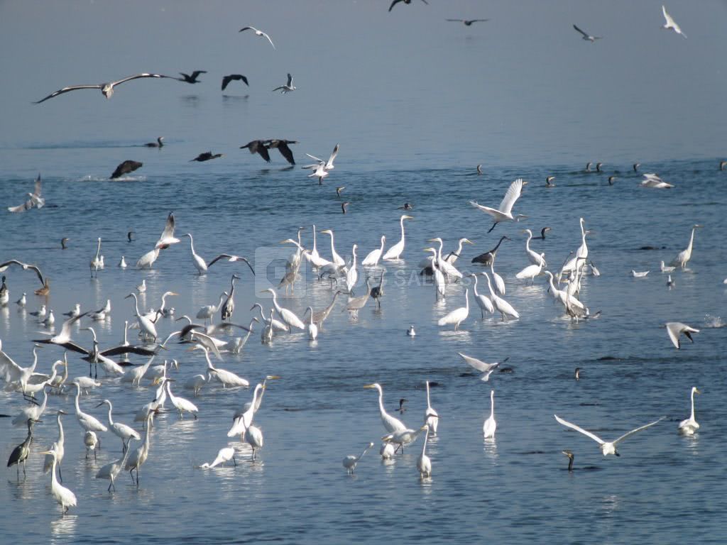 A deux pas de la Marina un "spot" mondialement connu des ornithologues