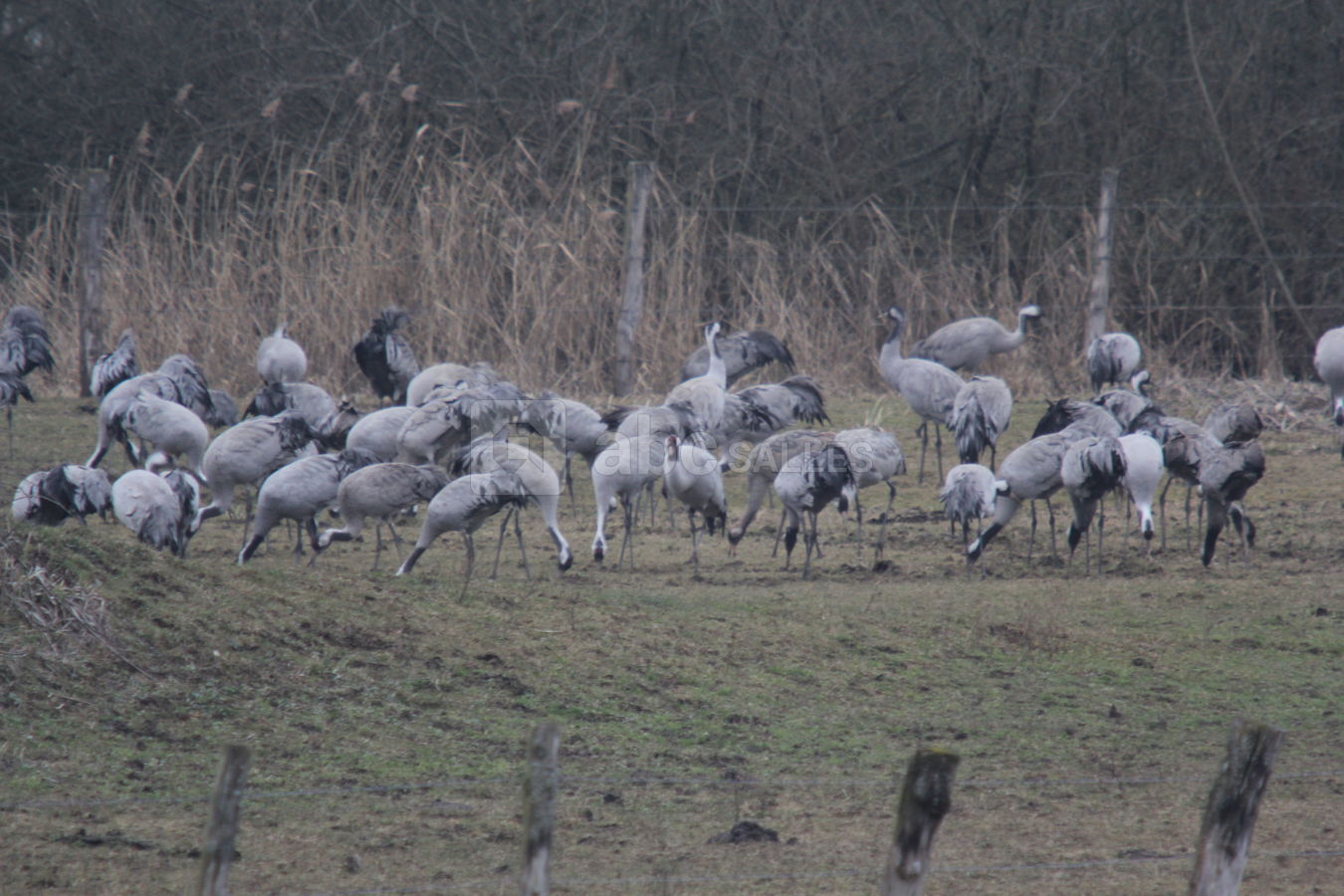 Plus de la moitié de la population mondaile de grues cendrée vient au Der