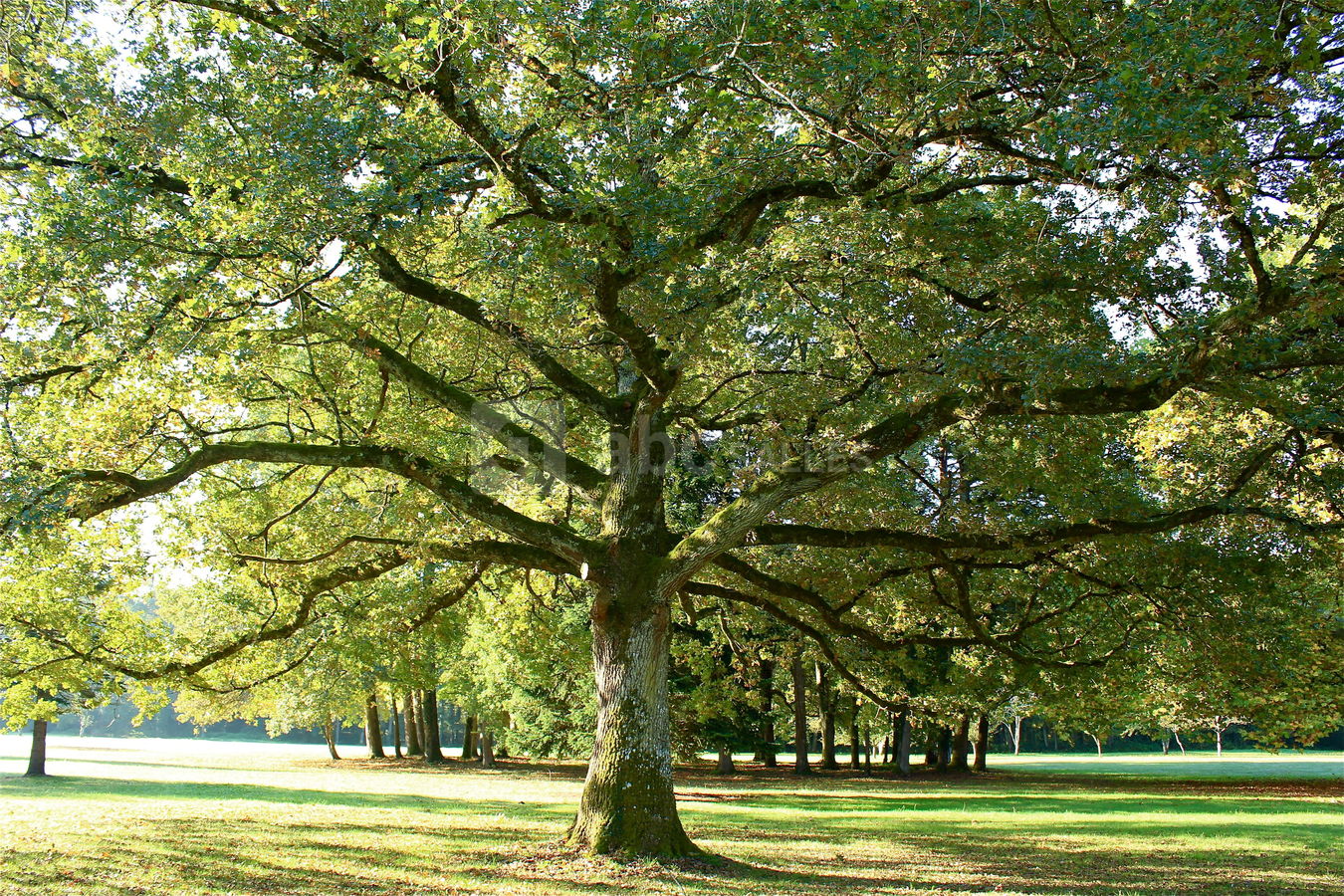 LE KING DE LA FORÊT