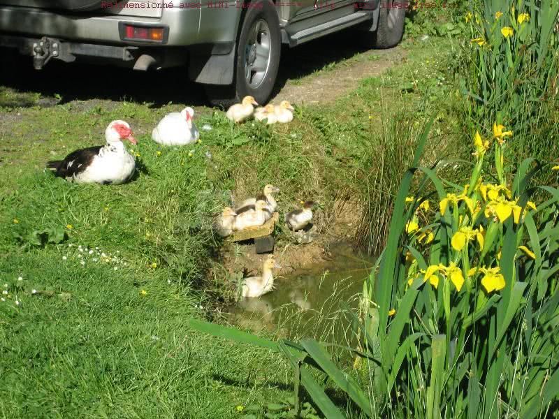 Chez Ange, Auberge de l'Artoire